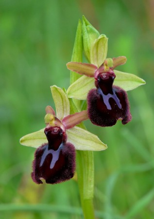 Ophrys bertoloniiformisXOphrys sipontensis